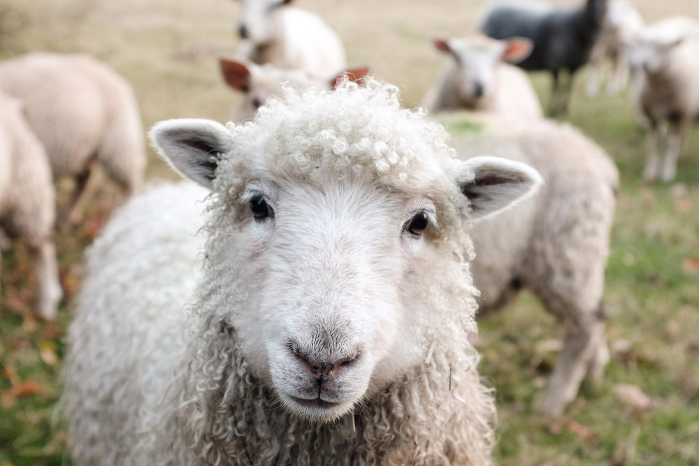 Why Do We Use NZ Wool for Dog Beds?