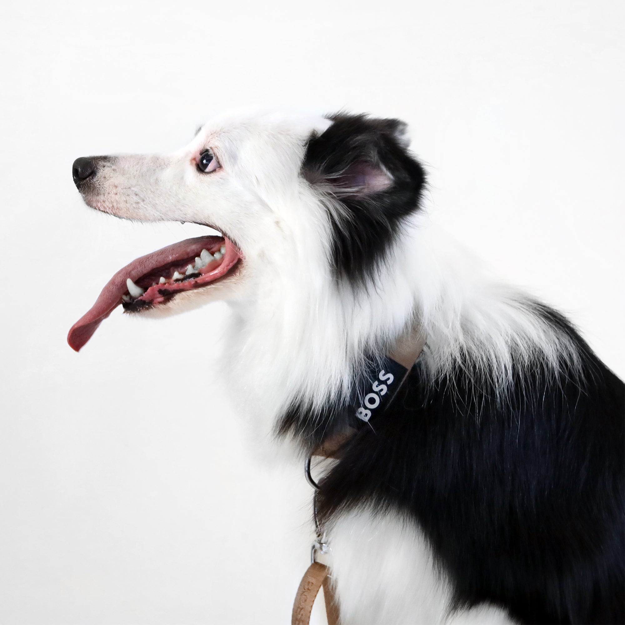 BOSS Dog Essentials Collar