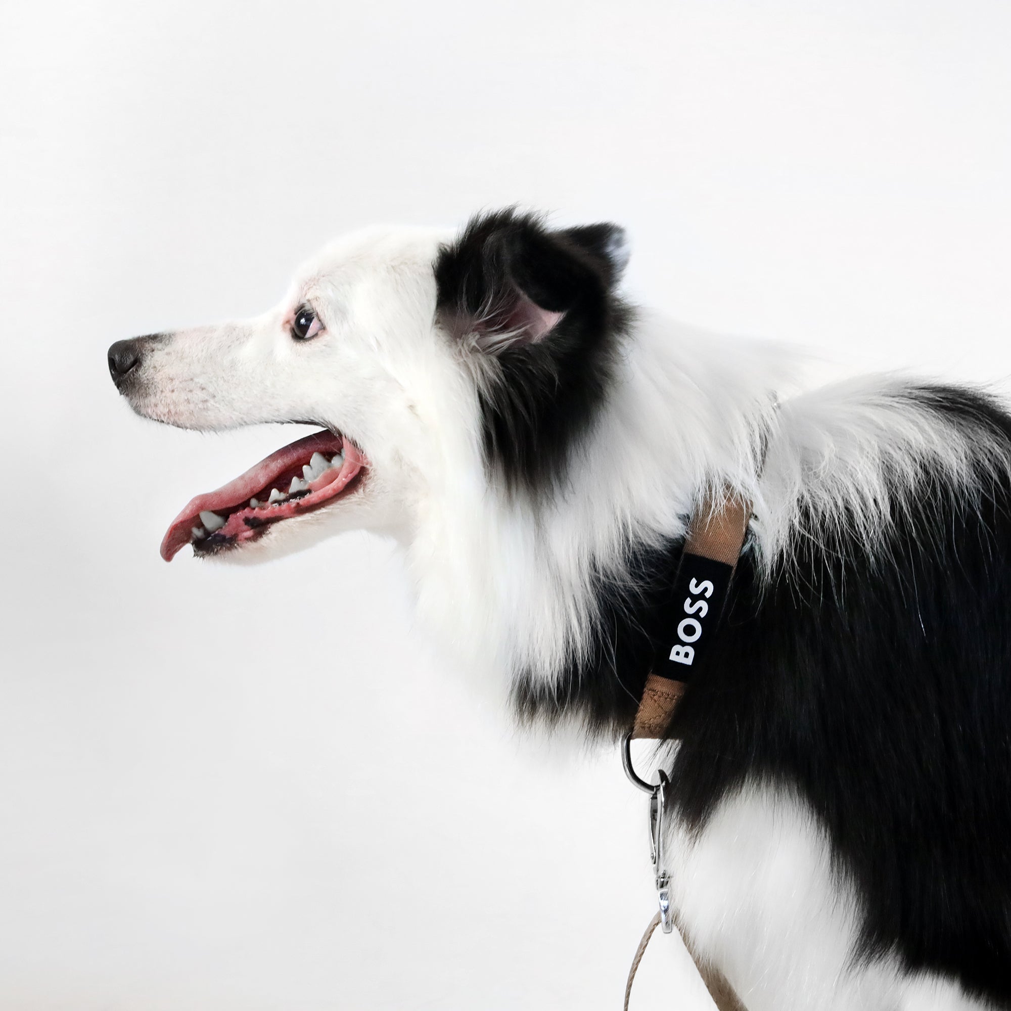 BOSS Dog Essentials Collar