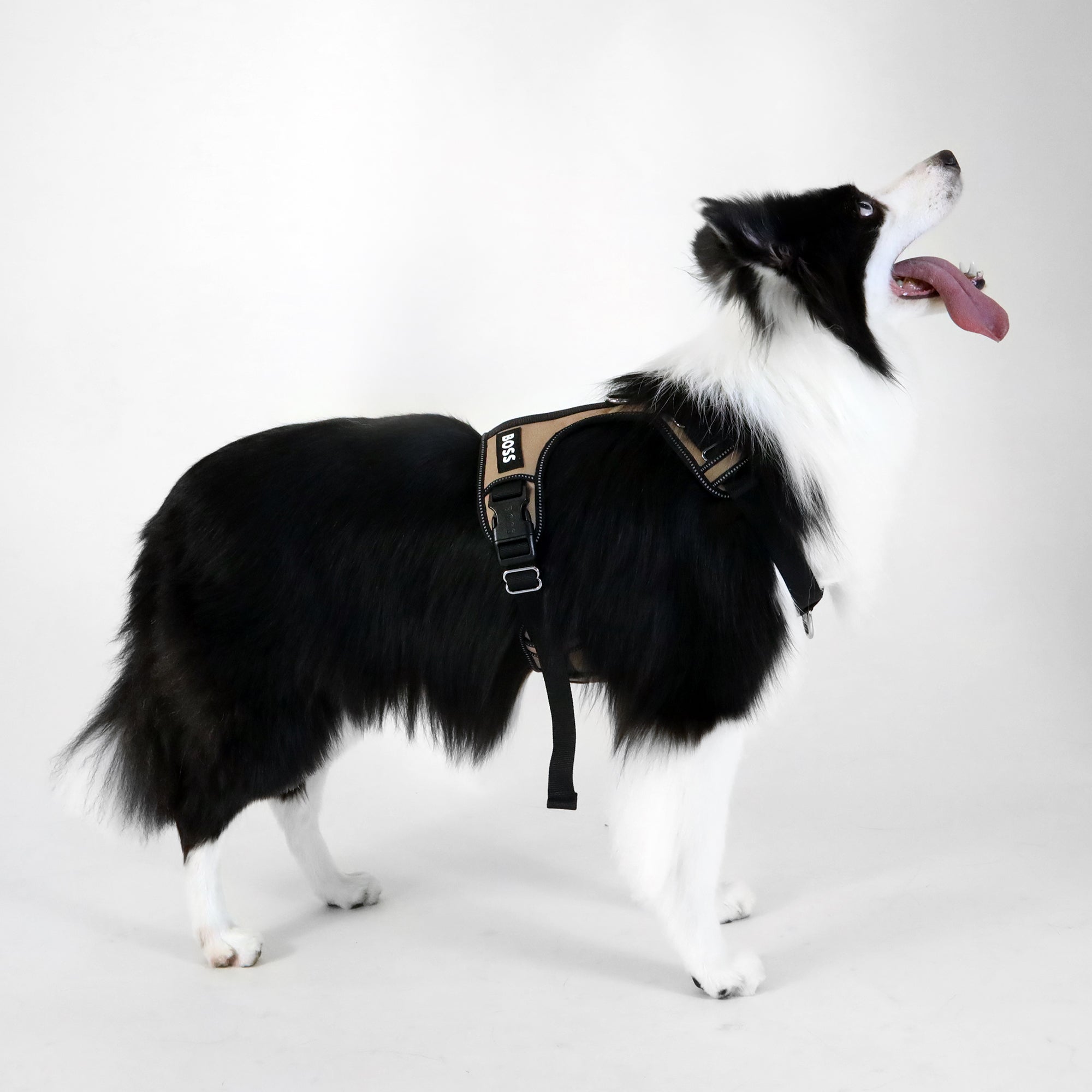 BOSS Dog Essentials Harness The Life of Riley  The Life of Riley
