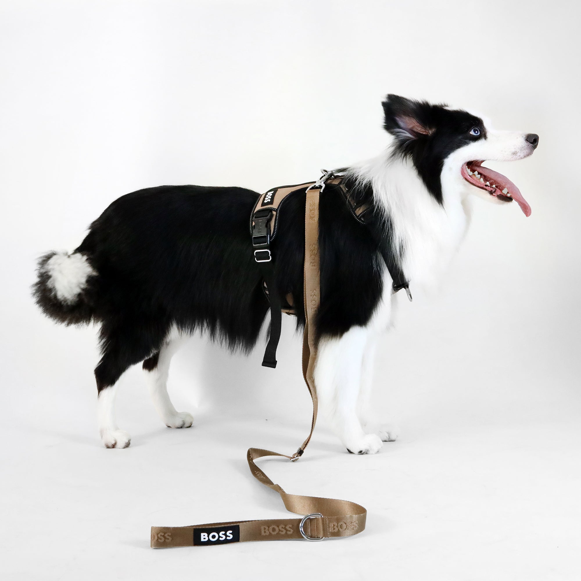 BOSS Dog Essentials Leash