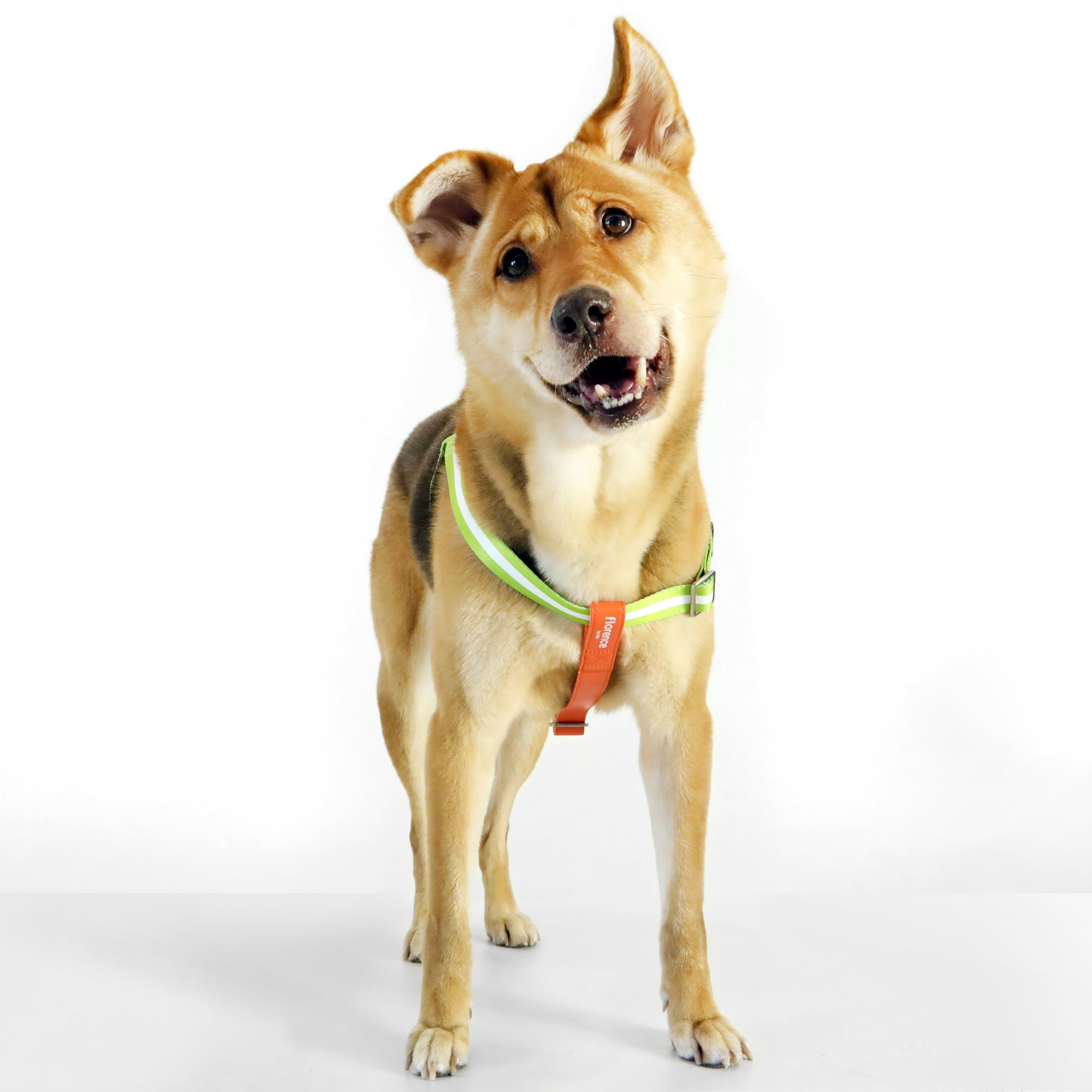 Florence by Mills Dog Harness
