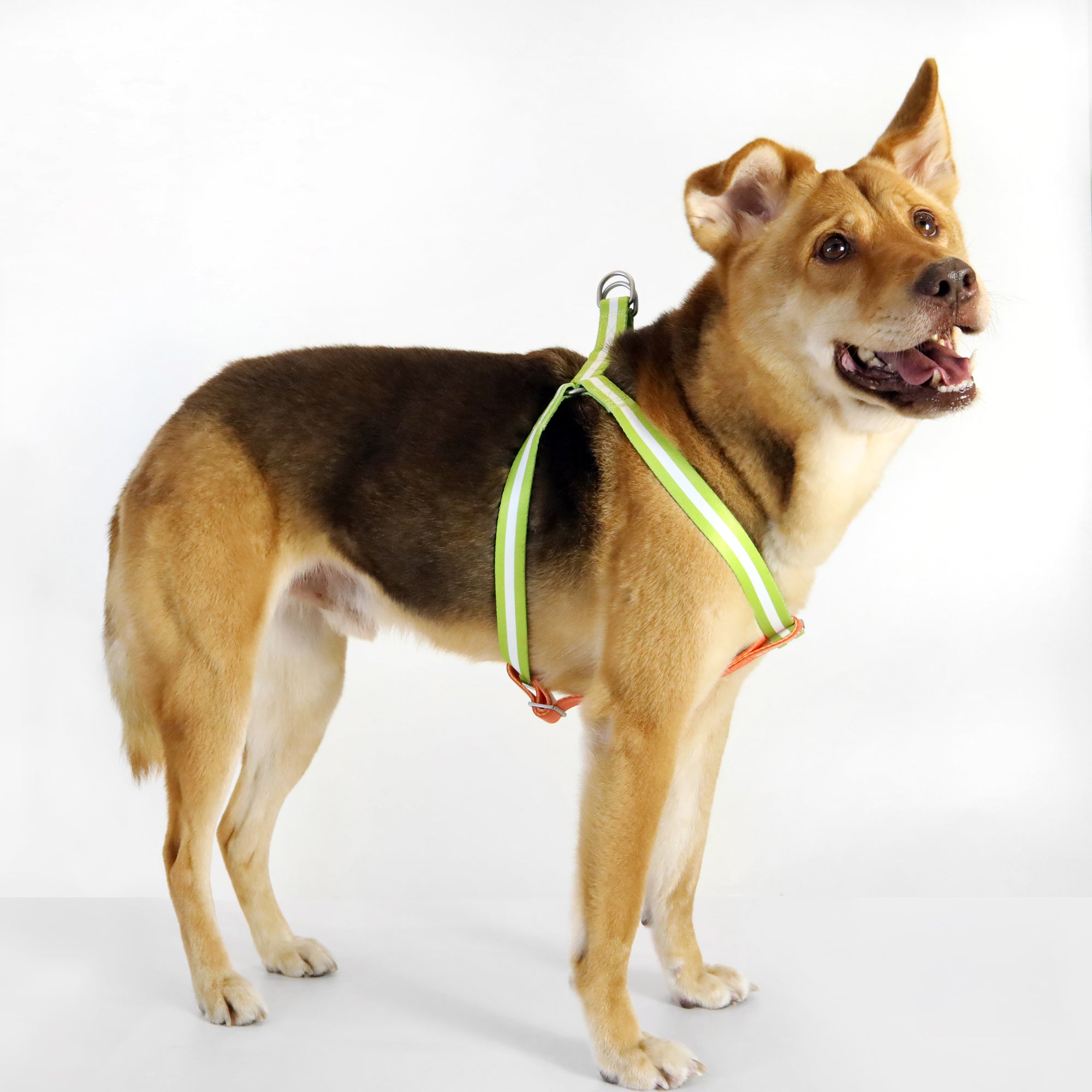 Florence by Mills Dog Harness
