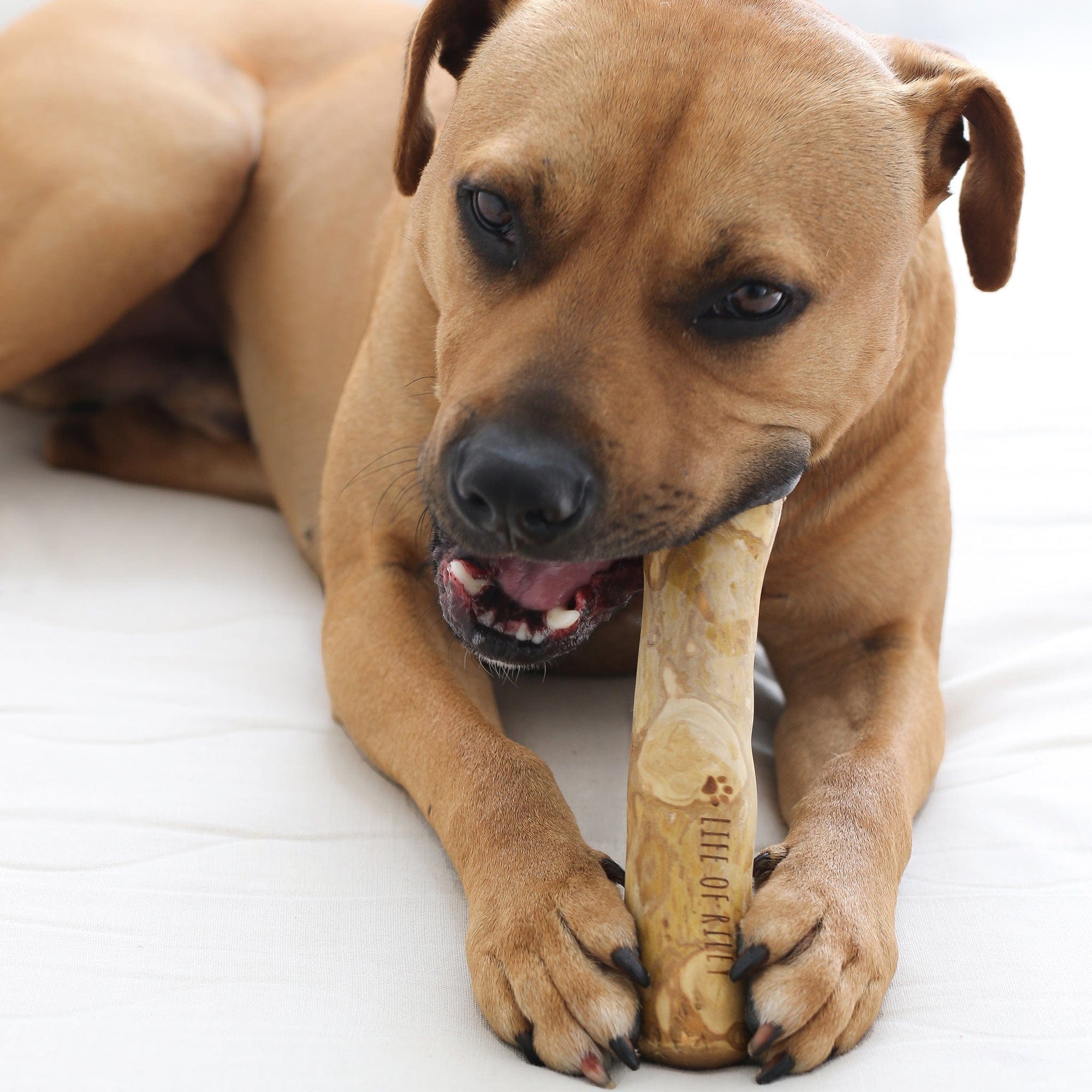 Coffee Wood Chew Life of Riley Pet Products  The Life of Riley