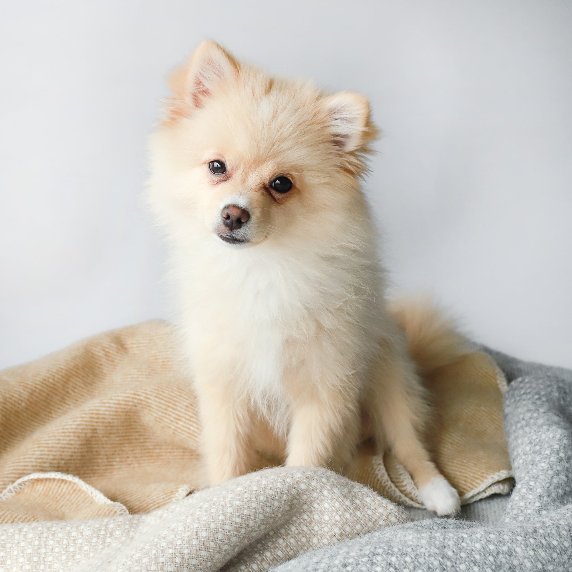 100% NZ Wool Blankets Life of Riley Pet Products  The Life of Riley