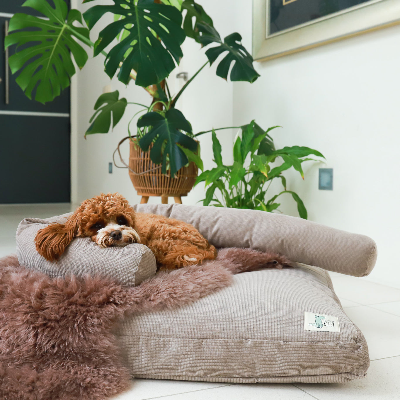 Premium Dog Bed Bundle The Life of Riley  The Life of Riley