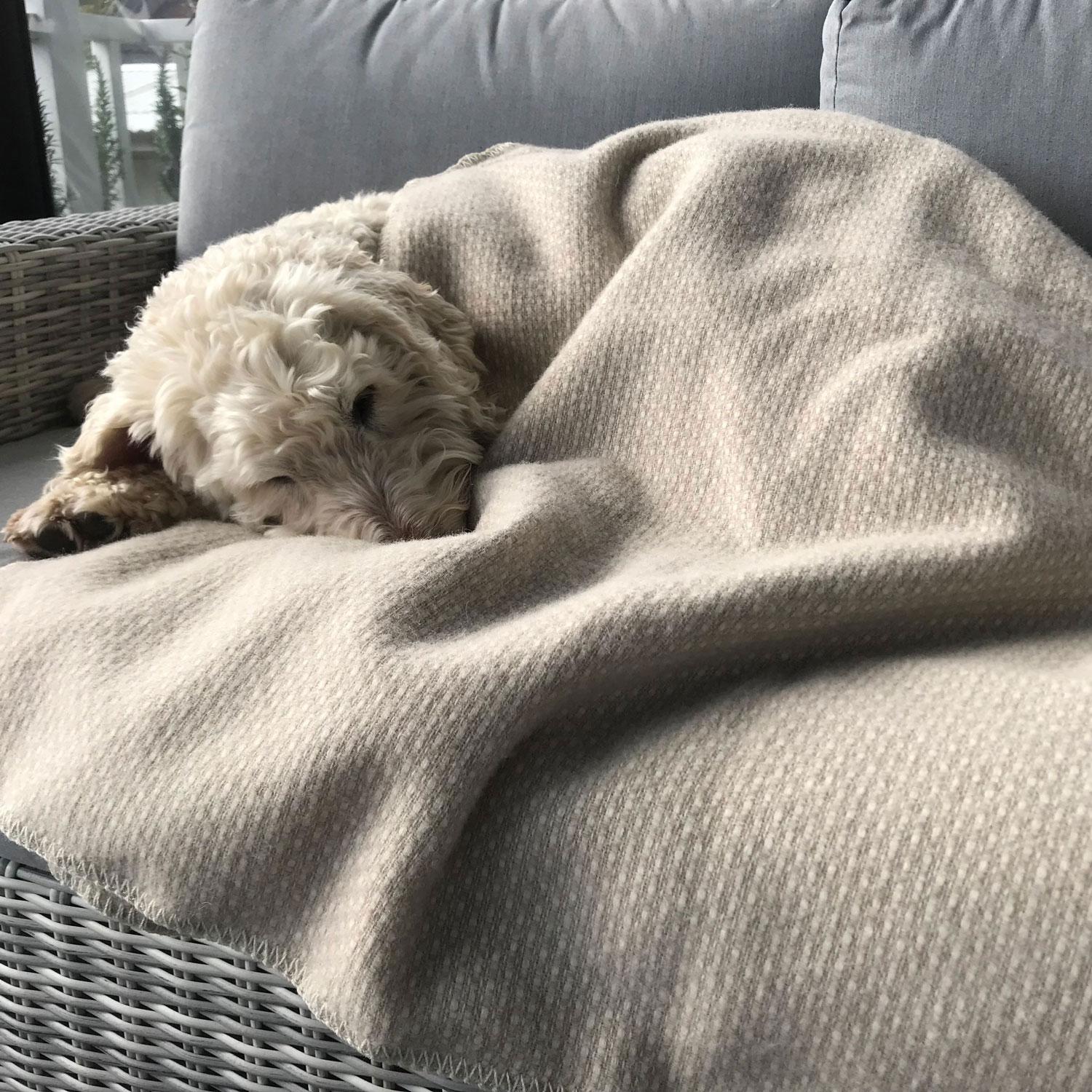 100% NZ Wool Blankets Life of Riley Pet Products  The Life of Riley