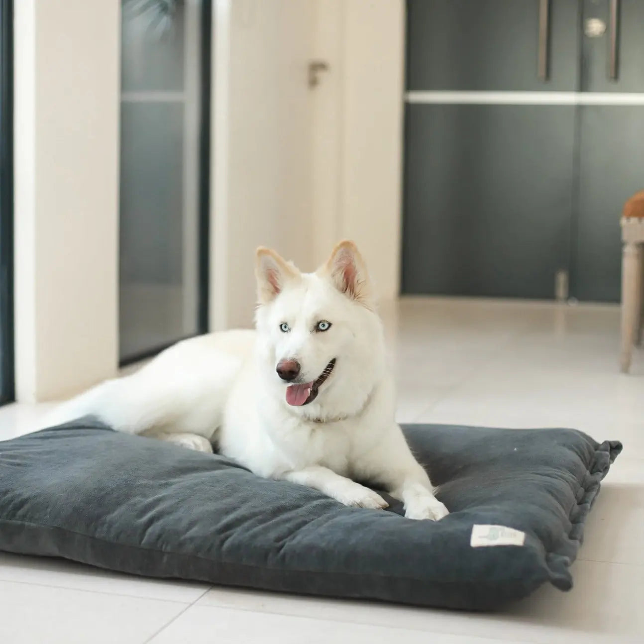 The Swag Bed Life of Riley Pet Products Dog Beds The Life of Riley