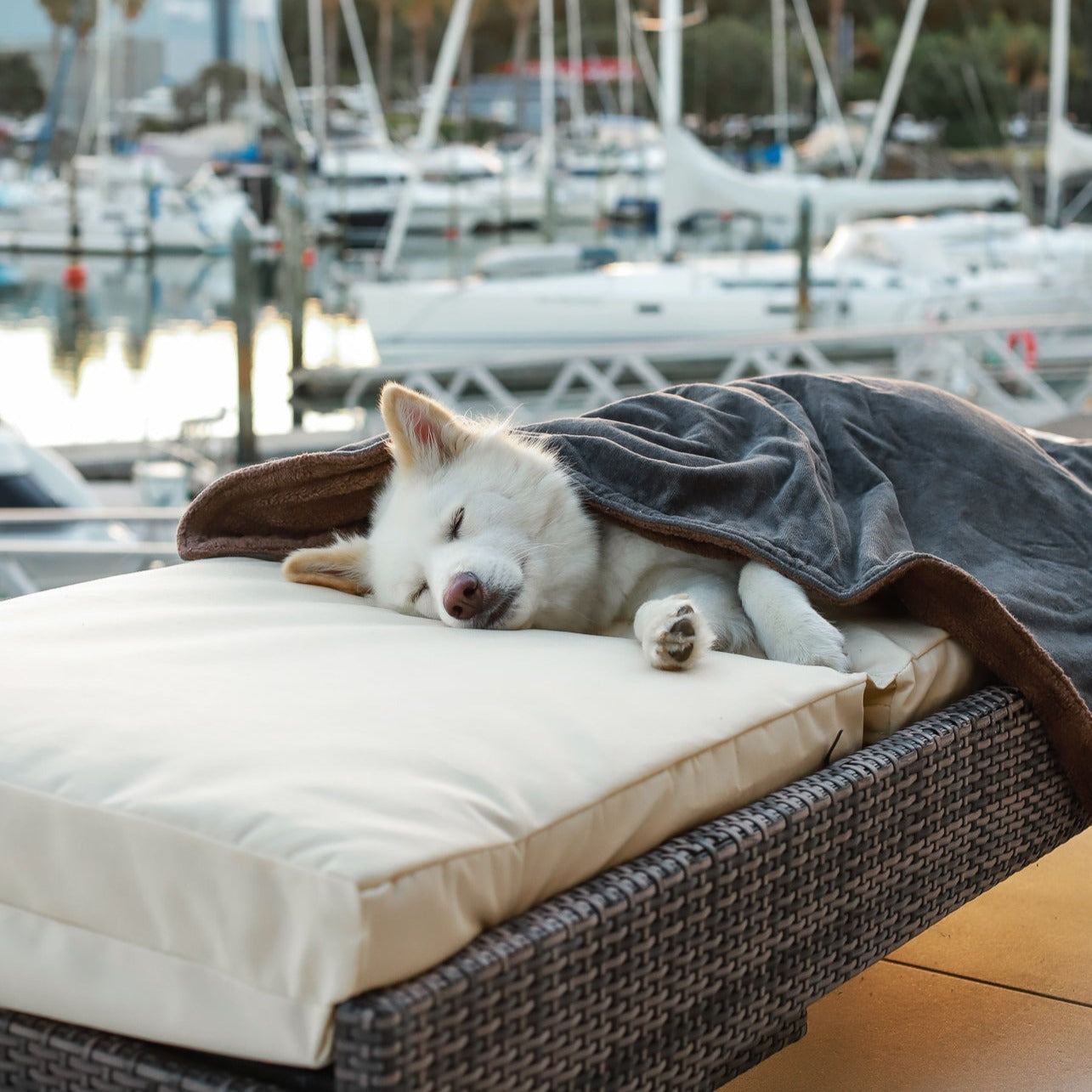 Organic Cotton Teddy & Terry Blanket Life of Riley Pet Products  The Life of Riley