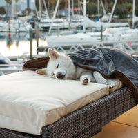 Organic Cotton Teddy & Terry Blanket Life of Riley Pet Products  The Life of Riley