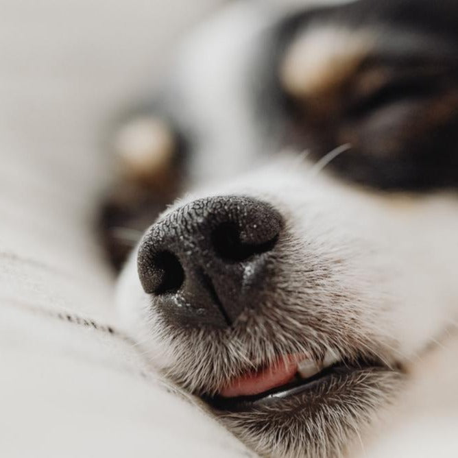 Dog Balm Life of Riley Pet Products  The Life of Riley