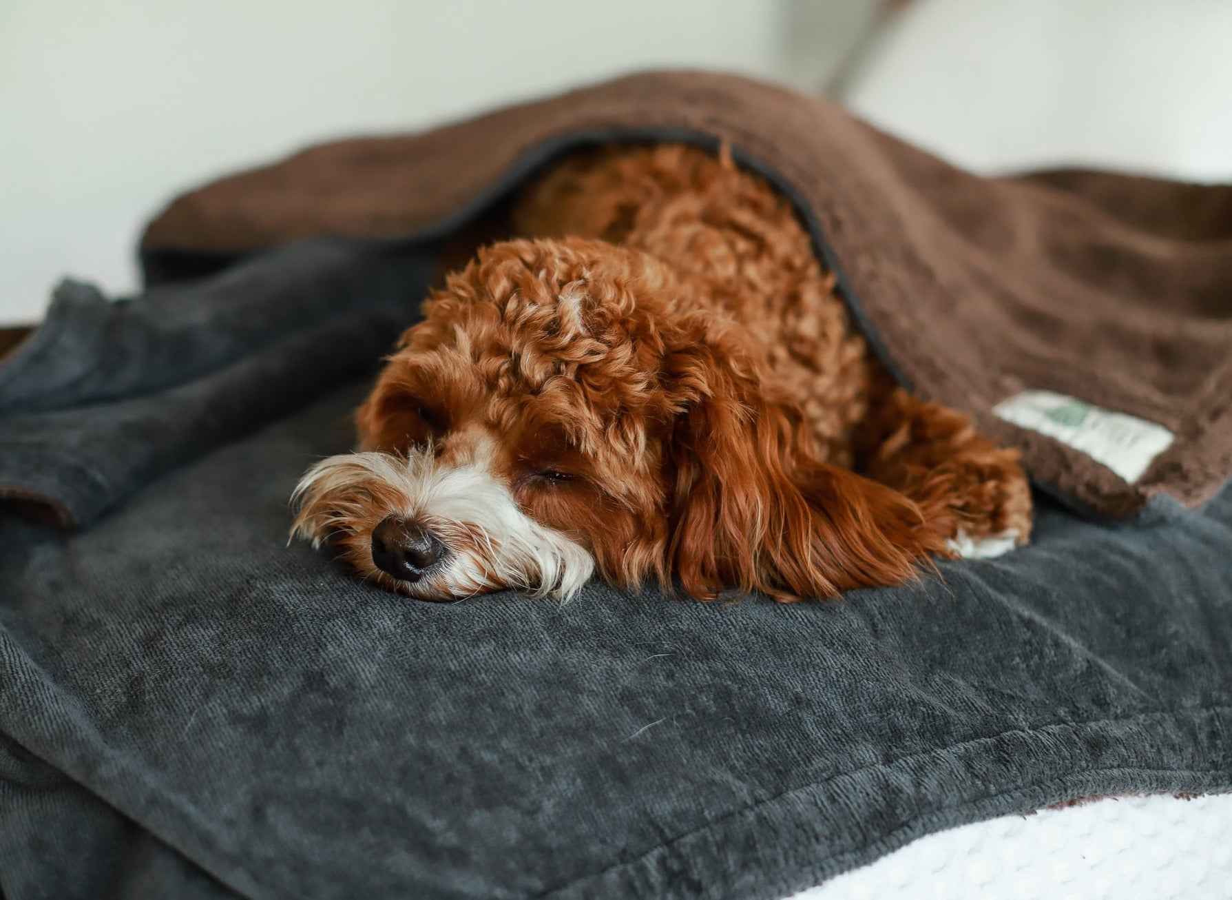 Organic Cotton Teddy & Terry Blanket Life of Riley Pet Products  The Life of Riley