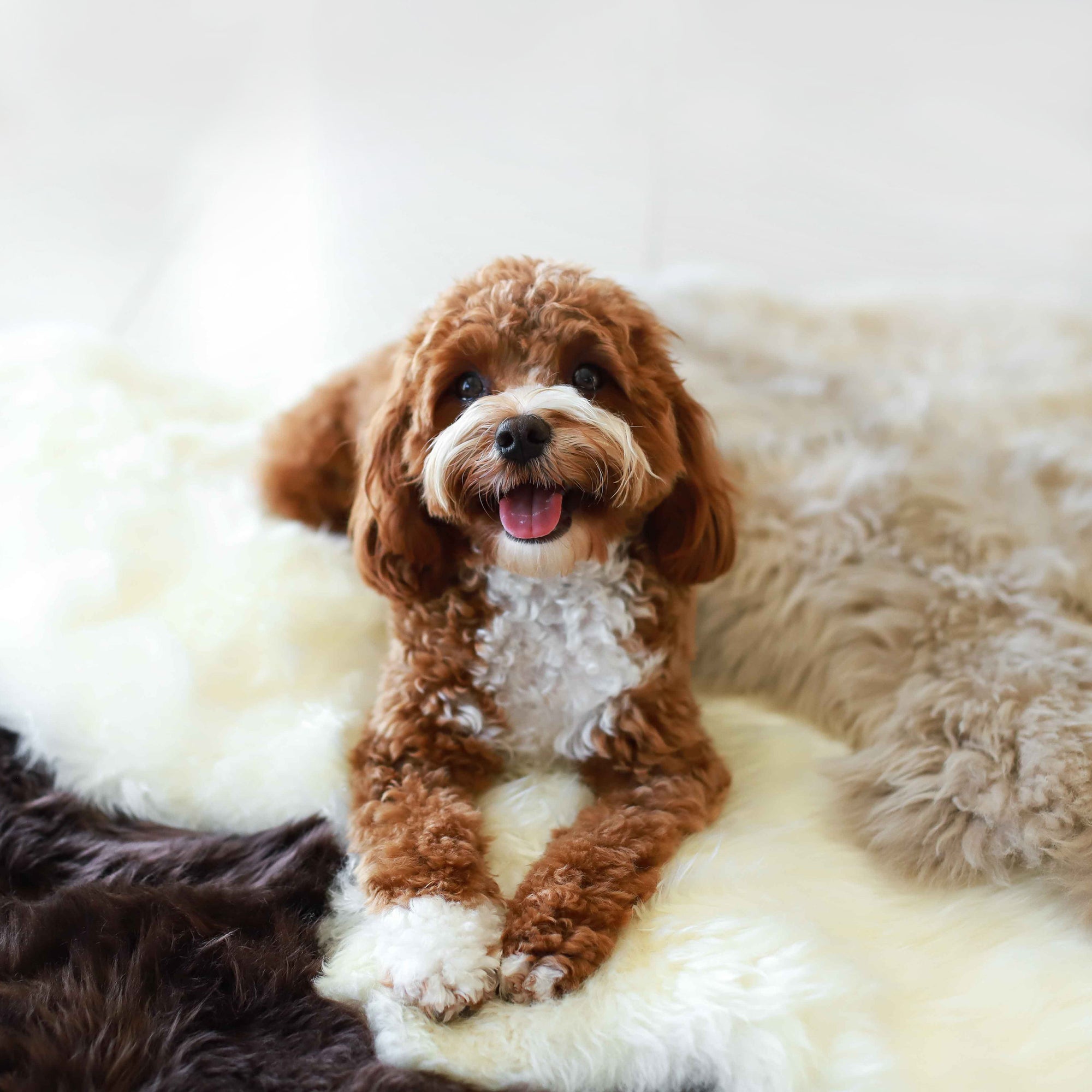 NZ Longwool Sheepskins Life of Riley Pet Products  The Life of Riley