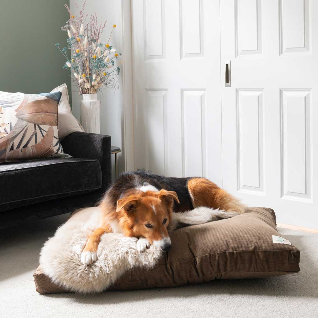 NZ Longwool Sheepskins Life of Riley Pet Products  The Life of Riley