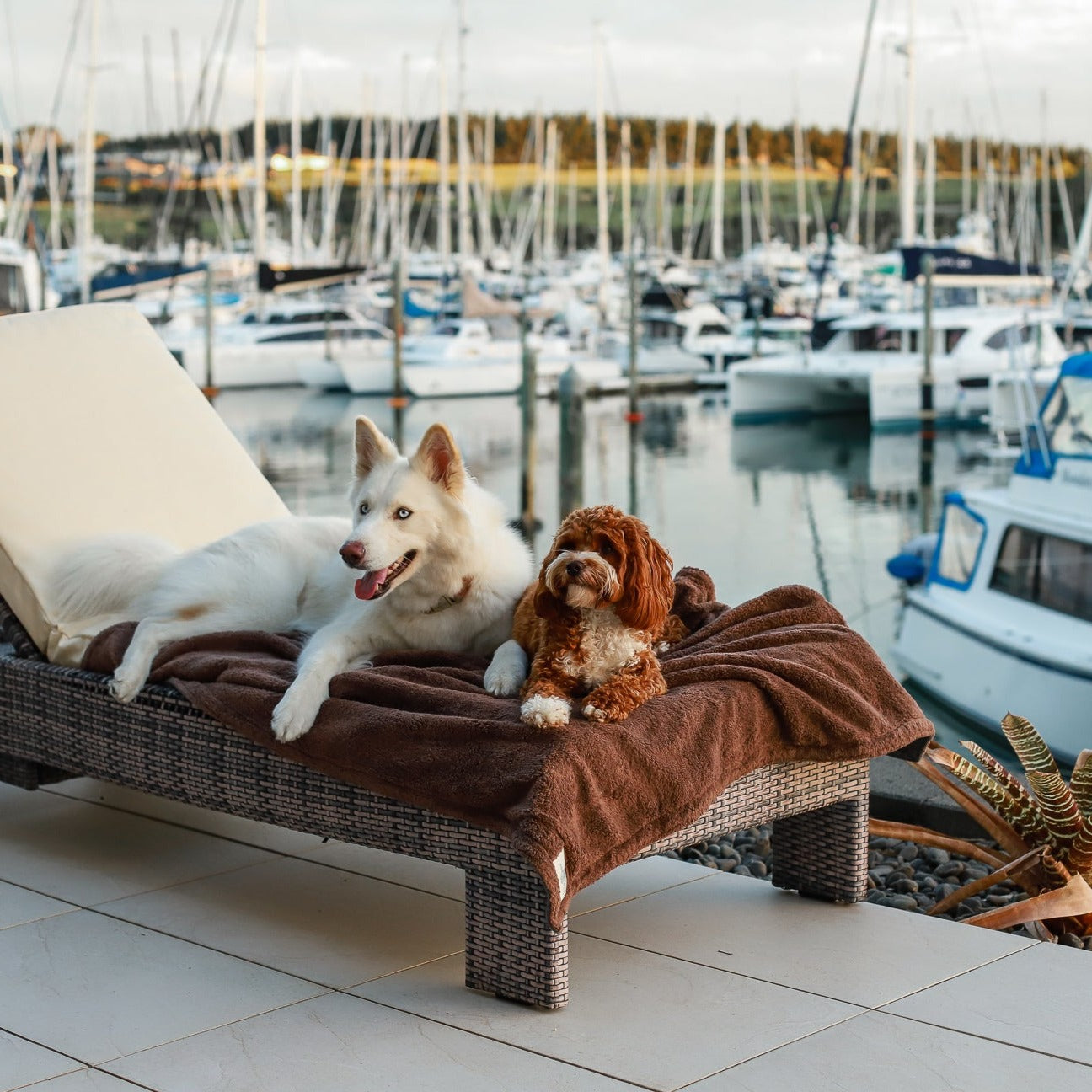 Organic Cotton Teddy & Terry Blanket Life of Riley Pet Products  The Life of Riley