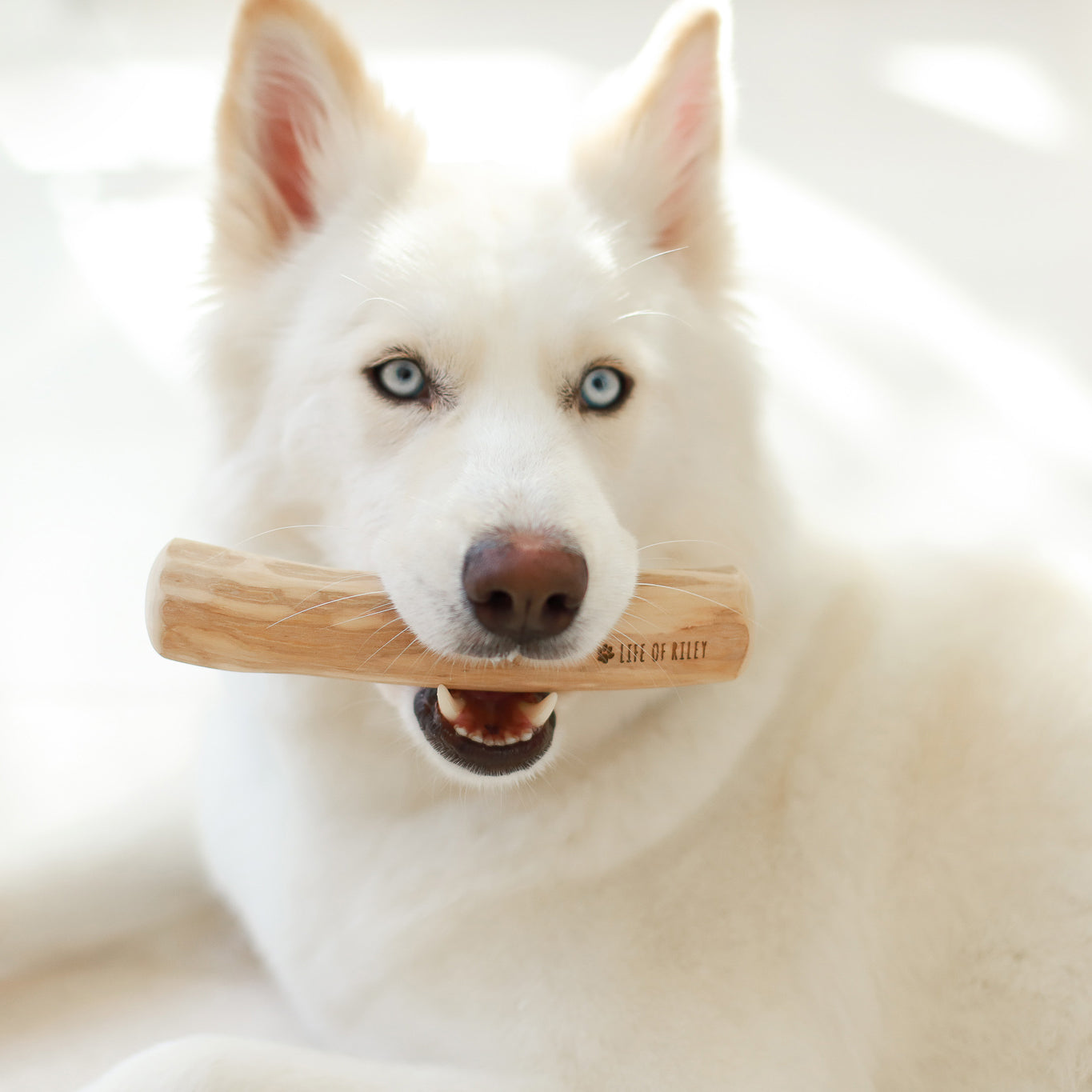 Coffee Wood Chew Life of Riley Pet Products  The Life of Riley
