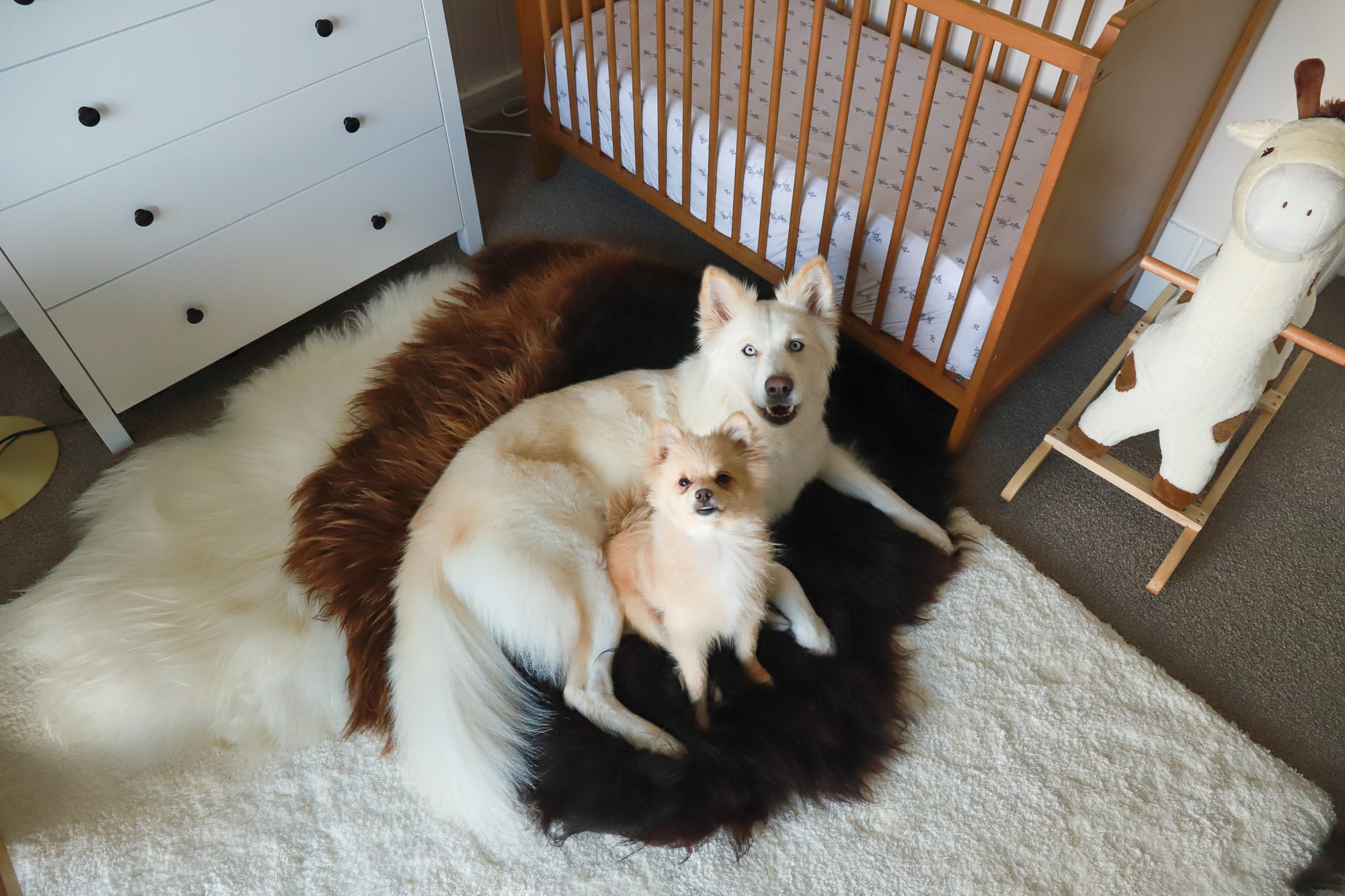 Why do Dogs Love Wool and Sheepskins so much?