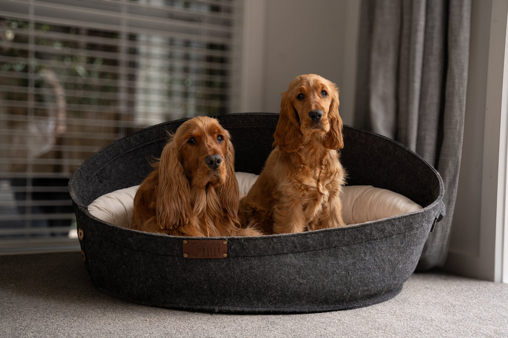 Why Life of Riley is New Zealand’s #1 Sustainable Choice for Dog Beds