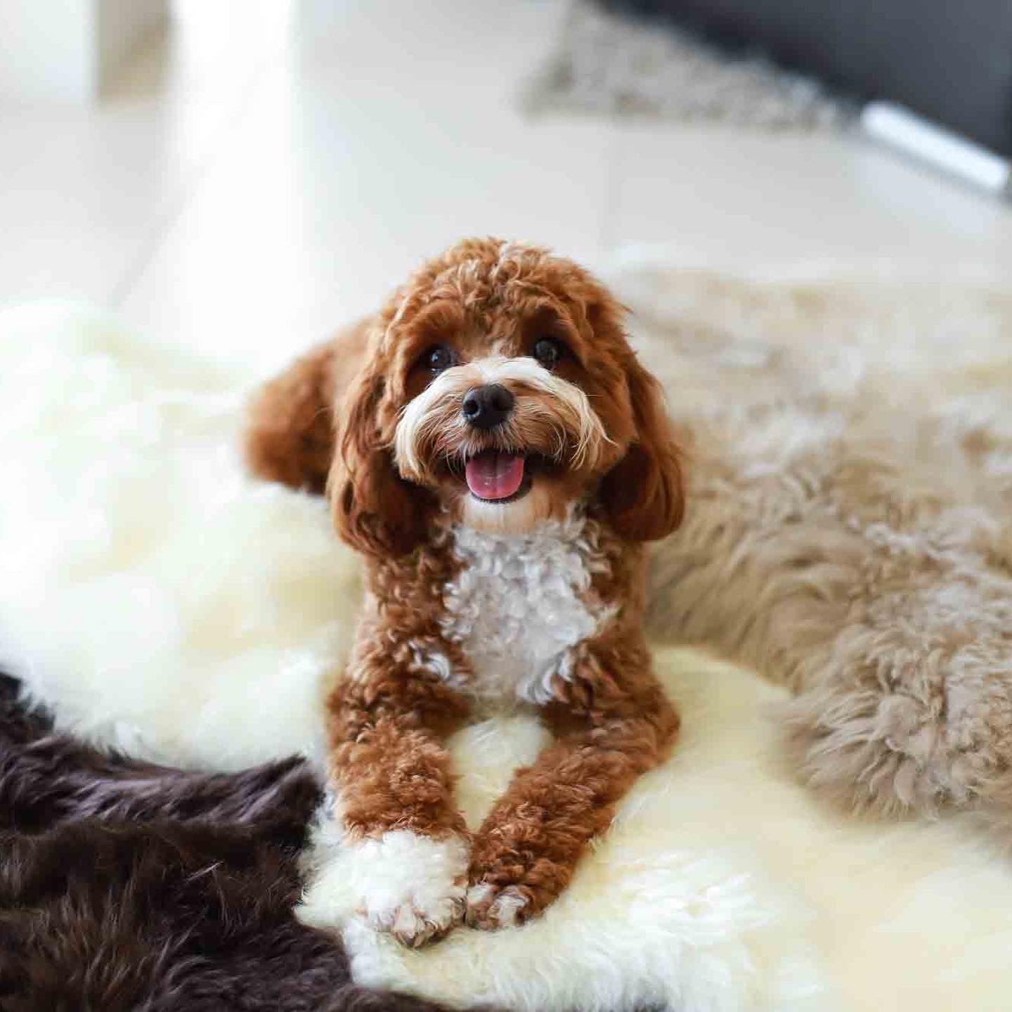 NZ Sheepskin Rugs