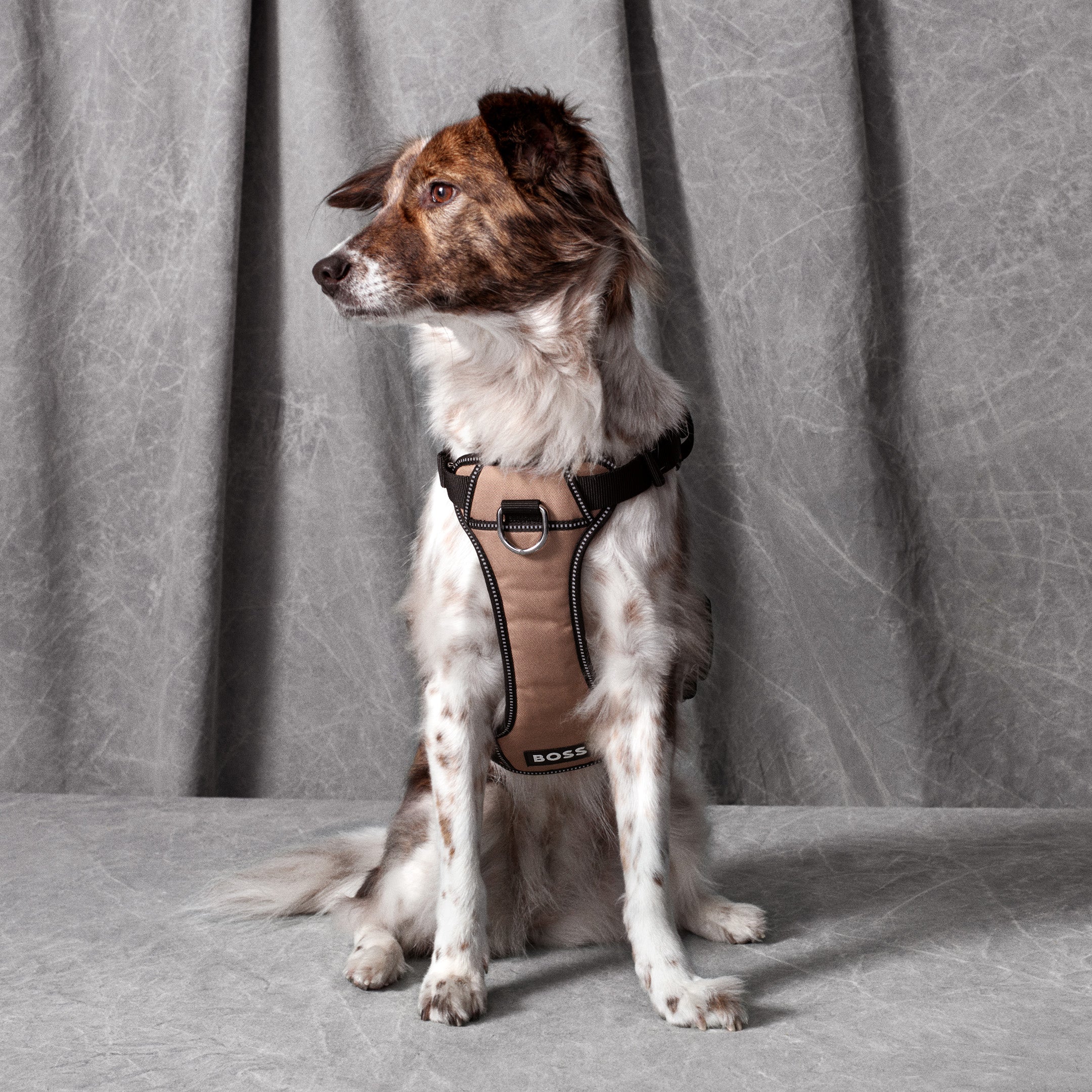 BOSS Dog Essentials Harness The Life of Riley  The Life of Riley