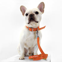 Florence by Mills Appleskin Dog Leash The Life of Riley  The Life of Riley