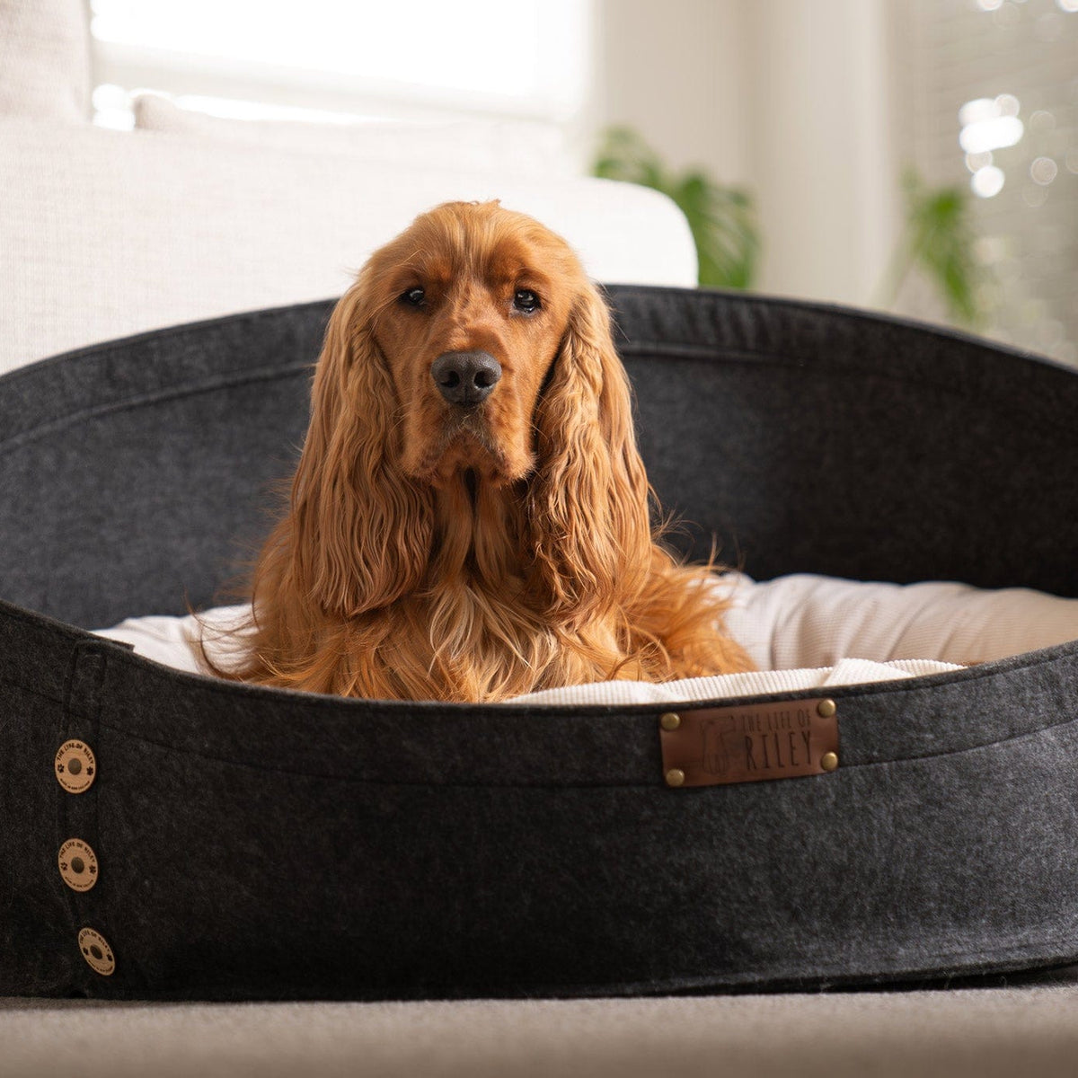 Wool Filled Dog Bed Pod NZ Made Round Dog Bed